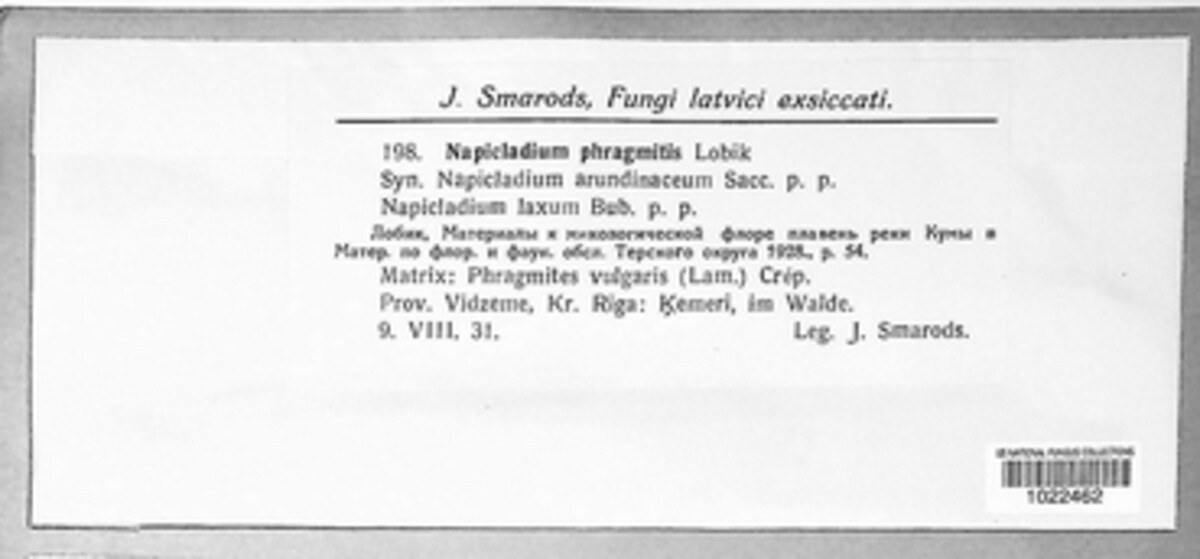 Napicladium phragmitis image